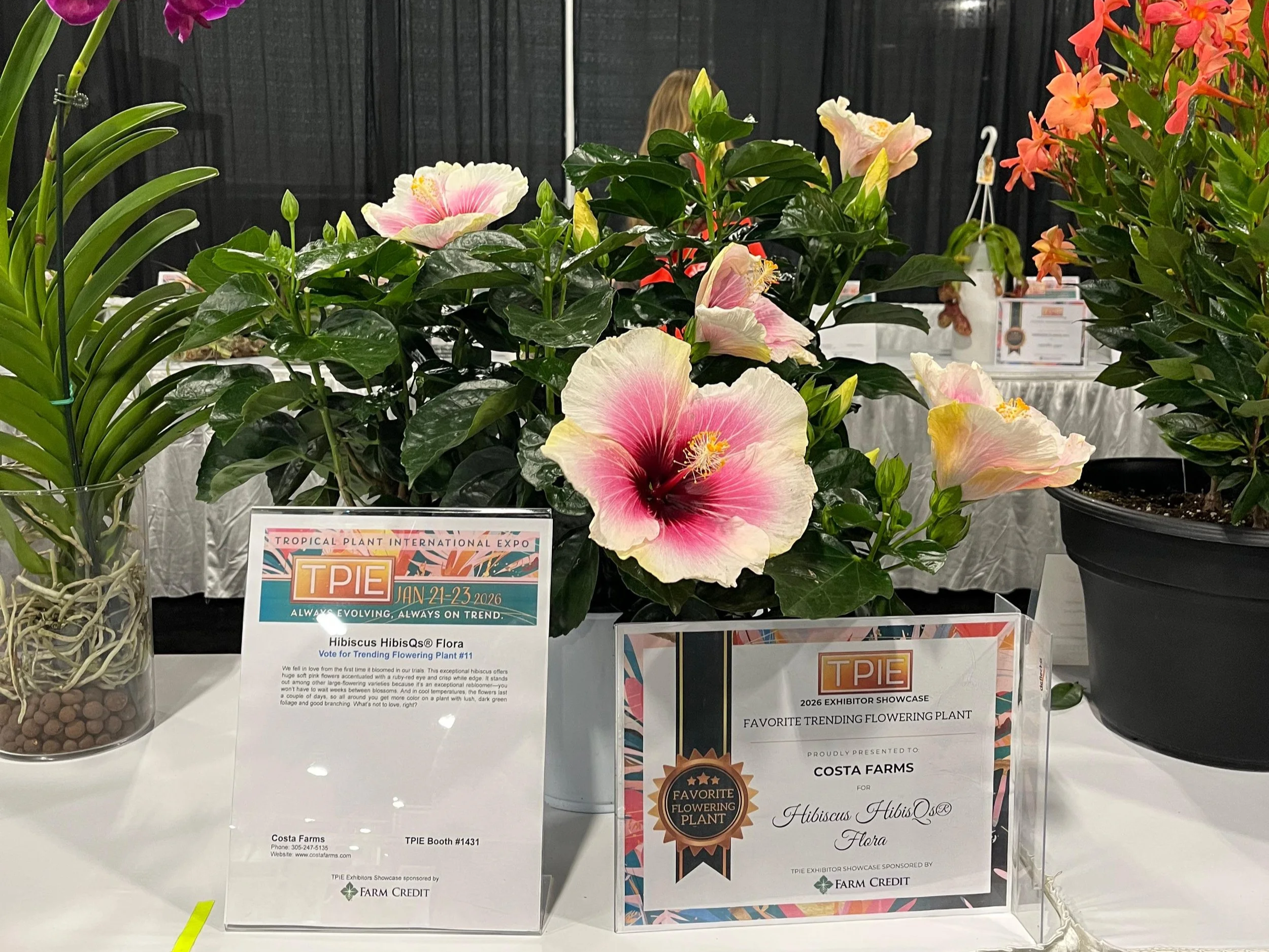 HibisQs® Flora is; Favorite Trending Flowering Plants at TPIE 2026